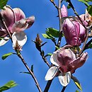 Magnolia ×soulangiana Rustica Rubra