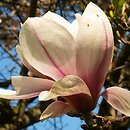 Magnolia ×soulangiana Alexandrina