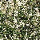 Asperula cynanchica (marzanka pagórkowa)