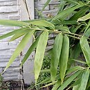 Pseudosasa japonica (pseudosasa japońska)