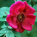 Rosa moyesii (róża Moyesa)