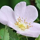 Rosa woodsii (róża Woodsa)