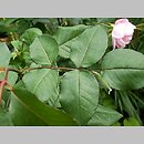 Rosa ×chinensis (róże herbatnie)