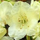 Rhododendron ludlowii (różanecznik Ludlowa)