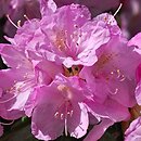 Rhododendron matternichii ssp. hondoense (różanecznik Metternicha)