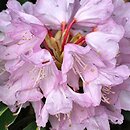 Rhododendron traillianum (różanecznik Trailla)