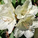 Rhododendron wardii ‘Ehrengold’ (różanecznik Warda 'Ehrengold')