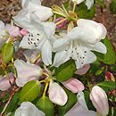 Rhododendron williamsianum (różanecznik Williamsa)