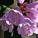 Rhododendron oreodoxa (różanecznik dekoracyjny)