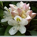 Rhododendron maximum (różanecznik olbrzymi)