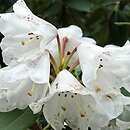 Rhododendron pachysanthum (różanecznik rdzawolistny)