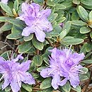 Rhododendron hippophaeoides ‘Blue Silver’ (różanecznik rokitnikowy 'Blue Silver')