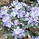 Rhododendron hippophaeoides (różanecznik rokitnikowy)