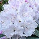 Rhododendron Arno