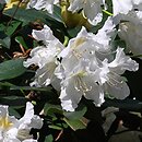 Rhododendron Claudine
