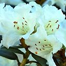 Rhododendron Cream Crest