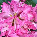 Rhododendron Hassan