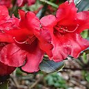 Rhododendron Rotkäppchen