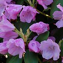 Rhododendron Vater Böhlje