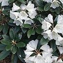 Rhododendron bureavii × pachysanthum