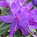 Rhododendron russatum (różanecznik czerwieniejący)