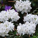 Rhododendron trichostomum Schneeflöckchen