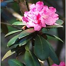 Rhododendron Frülingsanfang