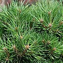 Pinus sylvestris Yin WB