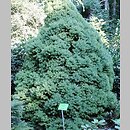 Picea ×albertiana (świerk zachodni)