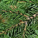 Picea rubens (świerk czerwony)