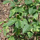 Euonymus cornutus (trzmielina rogata)