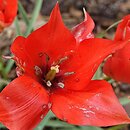 Tulipa linifolia Red Gem