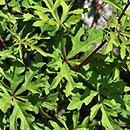 Ampelopsis japonica (winnik japoński)