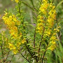 Orthantha lutea (ortanta żółta)