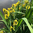 Iris pseudacorus (kosaciec żółty)