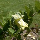 Cobaea scandens (kobea pnąca)
