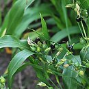 Coix lacryma-jobi (łzawnica ogrodowa)