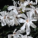 Magnolia ×loebneri Merrill