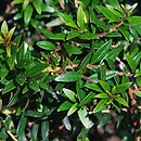 Myrtaceae (mirtowate)