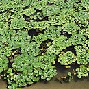 Trapetum natantis - zespół kotewki orzecha wodnego