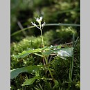 Circaea alpina (czartawa drobna)