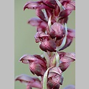 Orchis coriophora (storczyk cuchnący)