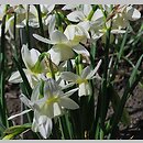 Narcissus triandrus (narcyz trzypręcikowy)