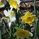 Narcissus Slim Whitman