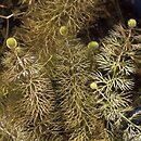 Utricularia (pływacz)