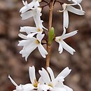 Abeliophyllum distichum (abeliofyllum koreańskie)