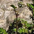 Acaena magellanica (acena wielkopręcikowa)