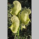 Aconitum anthora (tojad południowy)