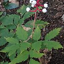 Actaea pachypoda (czerniec grubopędowy)