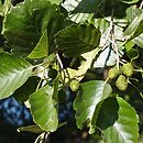 Alnus japonica (olsza japońska)